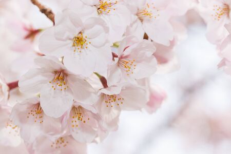Beautiful pink cherry blossom in full bloom. Pink japanese sakura.の写真素材