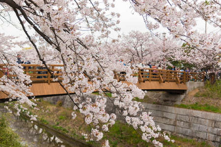 Beautiful pink cherry blossom in full bloom. japanese sakura. View from Yamazakigawa Riverside.のeditorial素材