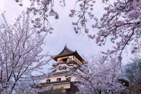 Inuyama castle historic building landmark in spring with beautiful cherry blossom.のeditorial素材