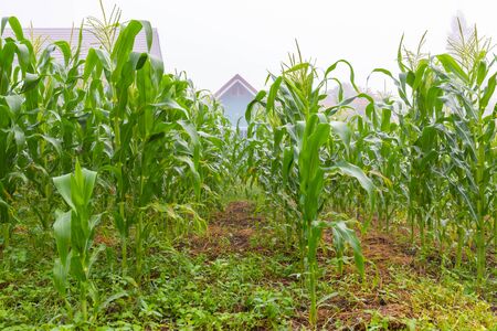 Green corn field in morning time with morning fog.の写真素材