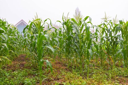 Green corn field in morning time with morning fog.の写真素材