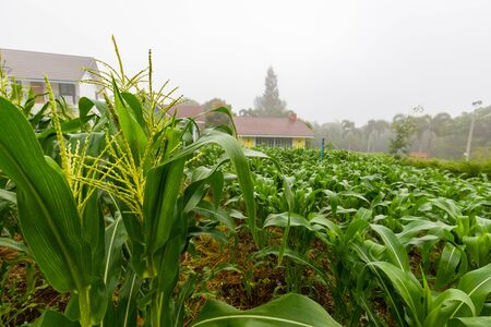 Green corn field in morning time with morning fog.の写真素材