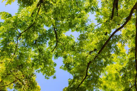 Nature green leaf background in forest natural lush background.の写真素材