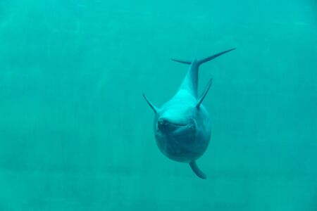 Dolphin show upside down swimming in aquarium underwater depth seaの写真素材