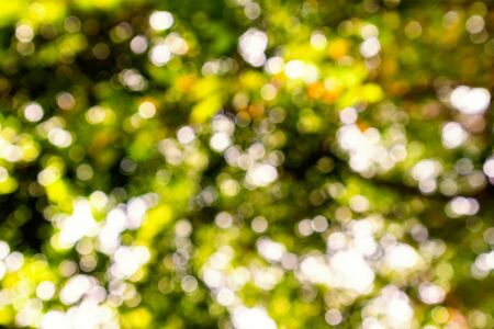 Abstract natural green color background. Natural Bokehの写真素材