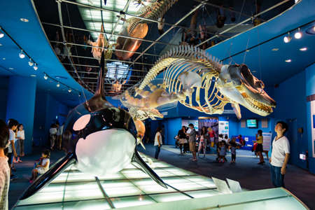 NAGOYA, JAPAN - August 14 2015: Aquarium and Museum, located in Port of Nagoya, whales skeletons show for the tourist visit and field trips for the kids.のeditorial素材