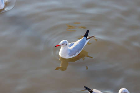 Group of seagulls at Bang Pu Recreation Center is a seaside resort on the Bay of Bangkok  belonging to Samut Prakan, Thailand.の写真素材