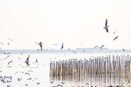 Group of seagulls at Bang Pu Recreation Center is a seaside resort on the Bay of Bangkok  belonging to Samut Prakan, Thailand.の写真素材