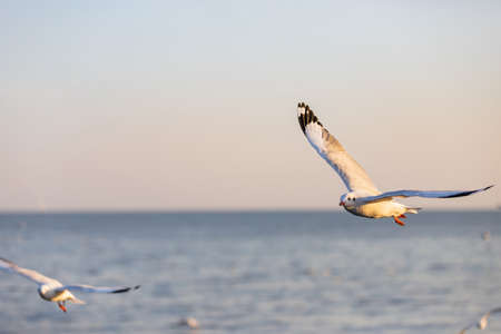 Group of seagulls at Bang Pu Recreation Center is a seaside resort on the Bay of Bangkok  belonging...