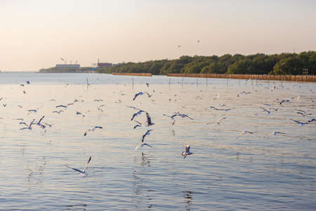 Group of seagulls at Bang Pu Recreation Center is a seaside resort on the Bay of Bangkok  belonging to Samut Prakan, Thailand.の写真素材