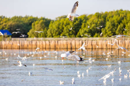 Group of seagulls at Bang Pu Recreation Center is a seaside resort on the Bay of Bangkok  belonging to Samut Prakan, Thailand.の写真素材