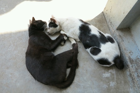 cats sleeping