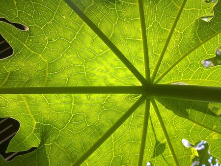 Papaya leafの素材