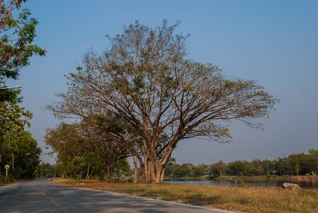 huge tree beside the lakeの写真素材