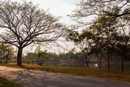 large tree beside the lakeの写真素材