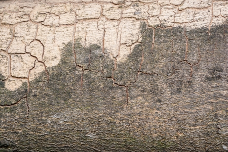 Stalk of tree texture/background