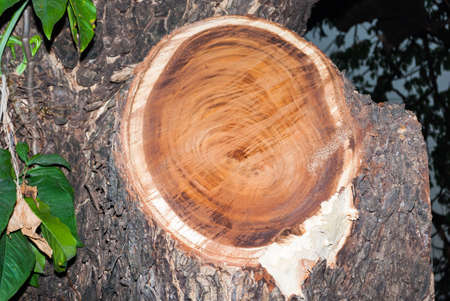Gnarl of Big Tree 
