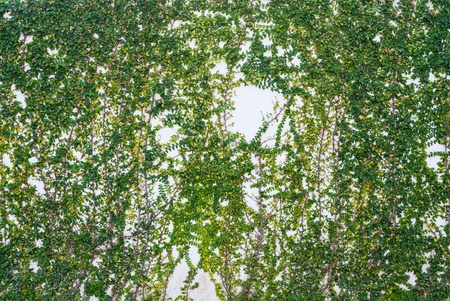 Ivy on the White Wall Texture/ Background.の写真素材