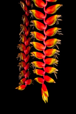 Bunch of Bird of Paradise Flower, Isolated.の写真素材