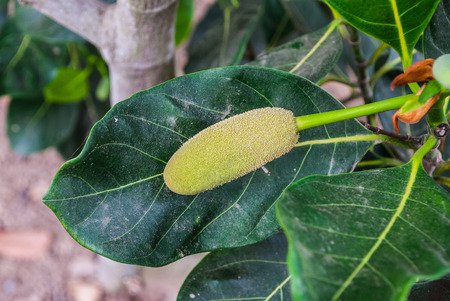 Closeup to Growing Jackfruit