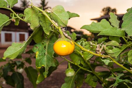 Yellow Berried Nightshade [Solanum xanthocarpum Schrad. & Wendl.]の写真素材