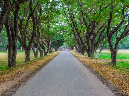 Asphalt Country Road Between Line of Treesの写真素材