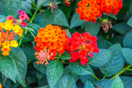 Closeup to Lantana Camara Flowers with Leafsの写真素材