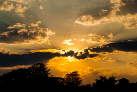 Silhouette of Trees with Sky and Cloud on Sunsetの写真素材