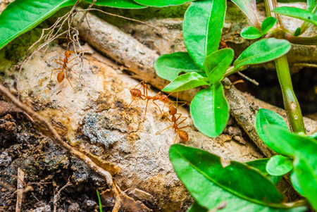 Closeup to Red Ants Fighting on Branchの写真素材