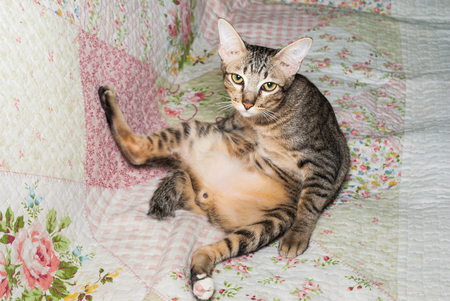 Cute Thai Cat Straddle Sitting on Sofaの写真素材