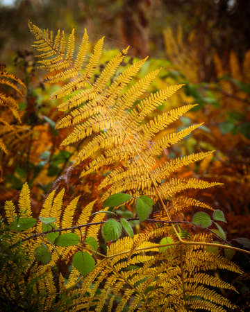 brown-yellow fern on a green-pink backgroundの写真素材
