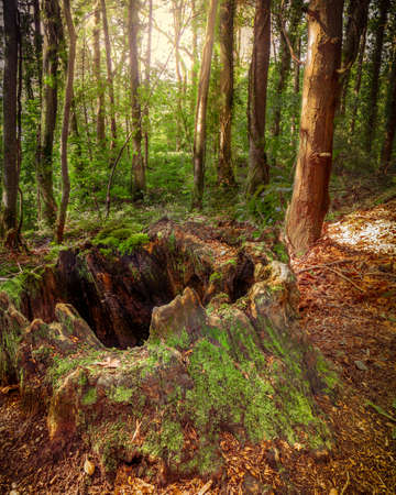 the trunk of a old treeの写真素材
