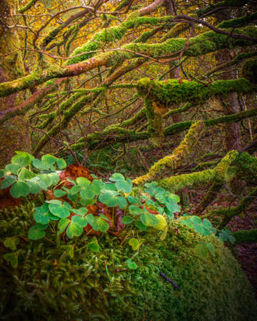 Old forest. Branches overgrown with moss.の写真素材