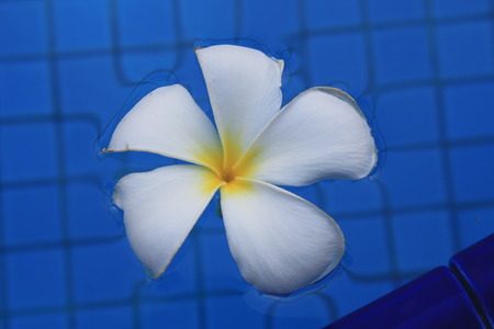 Flower in pool.の写真素材