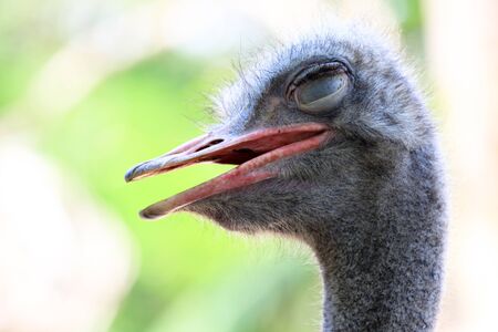ostrichの写真素材