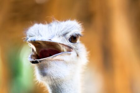 ostrich