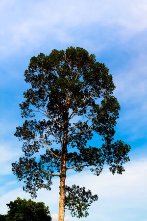 Natural standing Dipterocarpus treeの写真素材