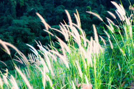 Spring or summer abstract nature background with grass in the meadowの写真素材