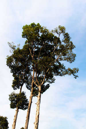 Natural standing Dipterocarpus treeの写真素材