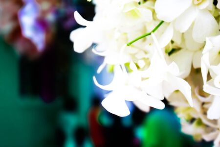 abstract Beautiful flower color celebrate