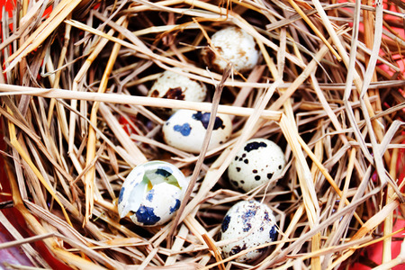 eggs on eggs backgroundの写真素材