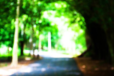 abstract blur image of garden and road in the parkの写真素材