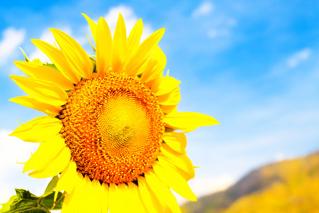 Close-up of sun flower against a blue skyの写真素材