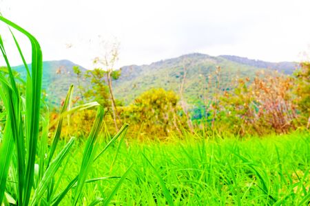 Natural scenery of green grass front of mountain viewの写真素材