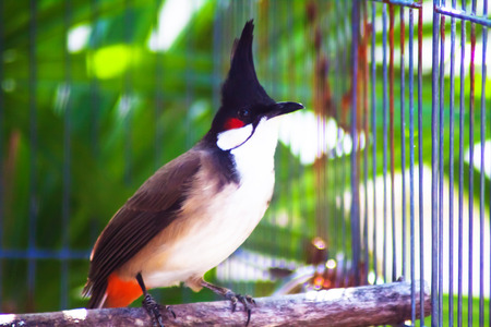 A spigot birdの写真素材