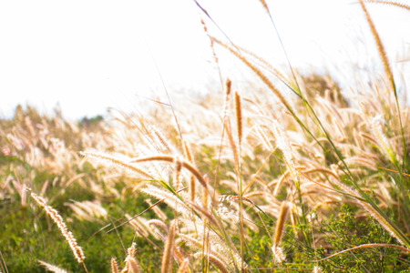 beautiful natural meadow at sunlight background