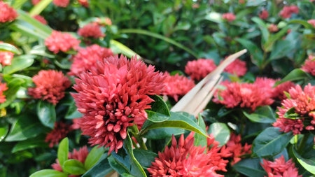 Red flower in the garden with nature background. (Ixora chinensis)