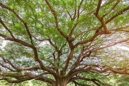 Big Rain Tree with branch magnify tree of Thailand for texture and copy spaceの写真素材