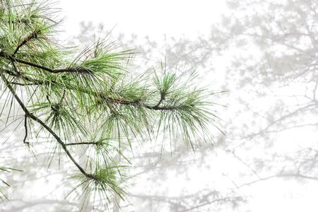 Close up Pine Blade in cool fog in the Mountain and Droplet for background