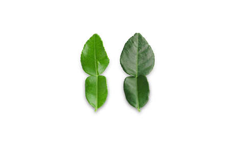 Kaffir lime leaves is not beautiful Young leaves and leaves old on the white background